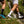 Chaussettes Fresh Cut