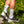 Chaussettes Fresh Cut